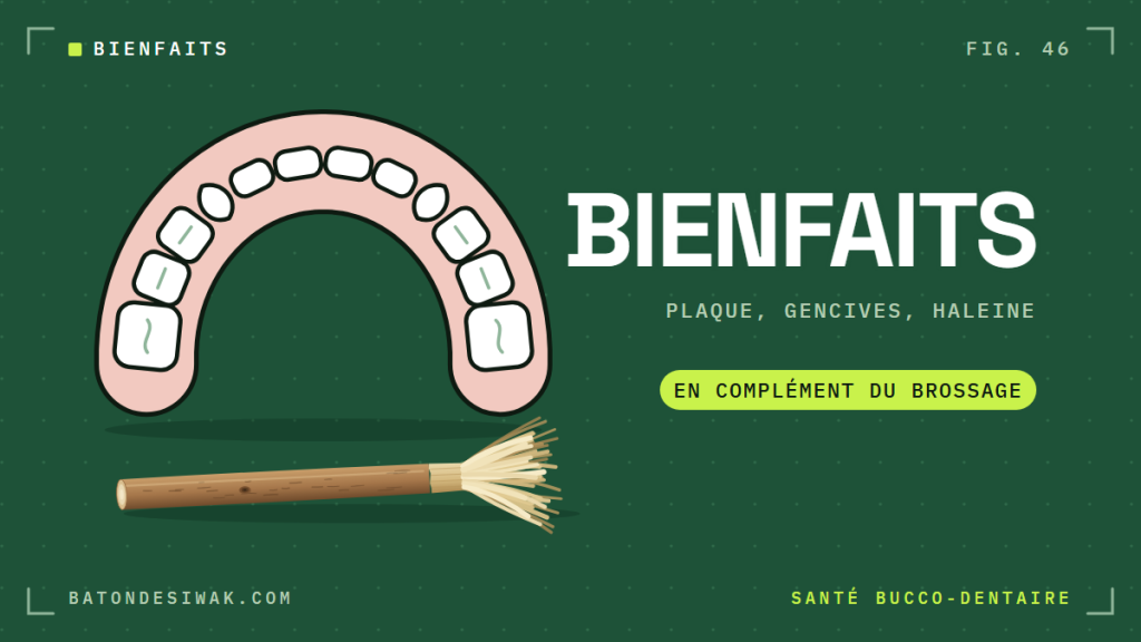Arcade dentaire vue de dessus et bâton de siwak : plaque, gencives, haleine, en complément du brossage