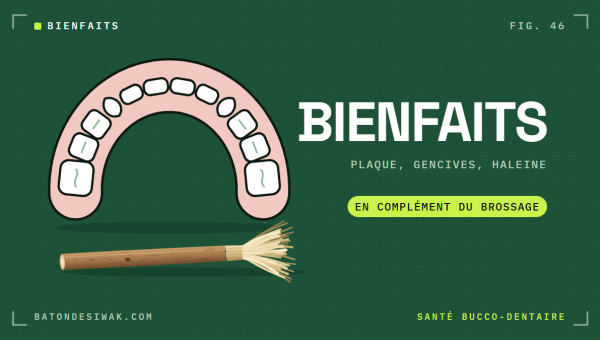 Arcade dentaire vue de dessus et bâton de siwak : plaque, gencives, haleine, en complément du brossage