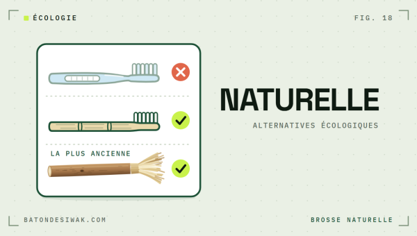 Brosse en plastique barrée, brosse en bambou et bâton de siwak cochés : les brosses à dents naturelles