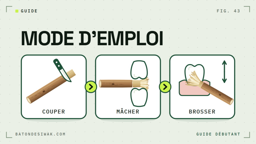 Trois étapes illustrées, couper, mâcher, brosser : le mode d'emploi du siwak pour débuter