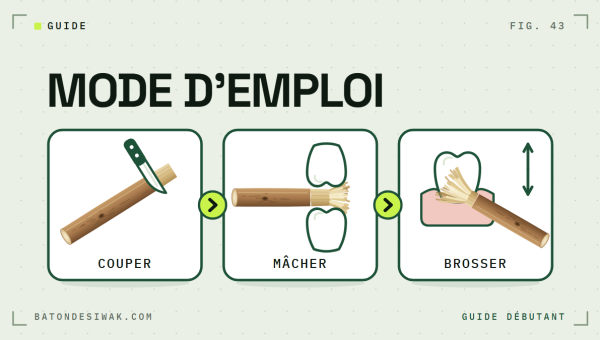 Trois étapes illustrées, couper, mâcher, brosser : le mode d'emploi du siwak pour débuter