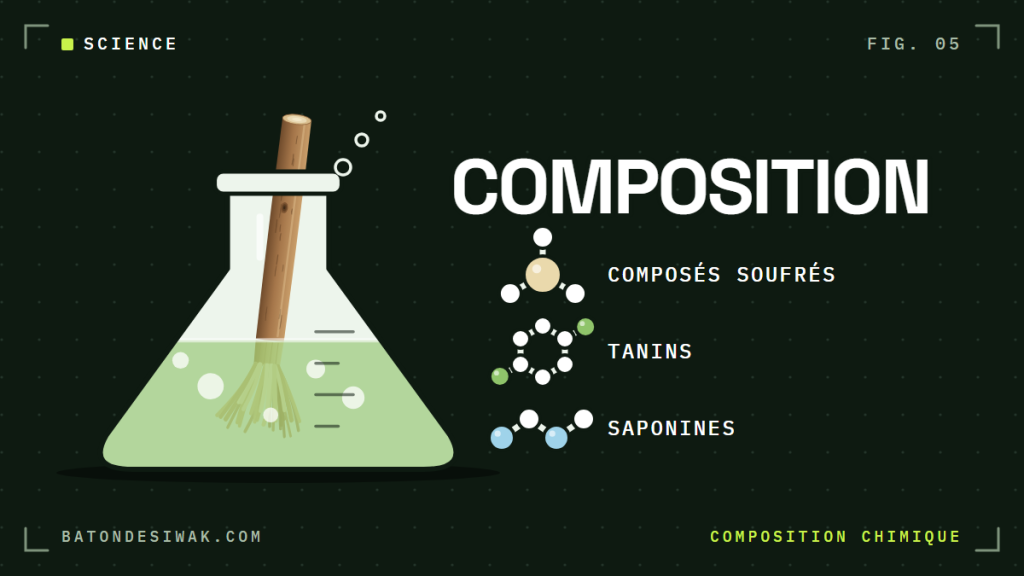 Bâton de siwak dans une fiole et trois molécules schématiques : composés soufrés, tanins et saponines