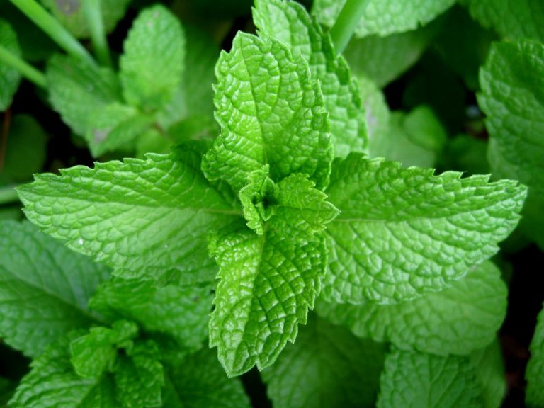 Siwak à la Menthe : Fraîcheur Naturelle pour vos Dents