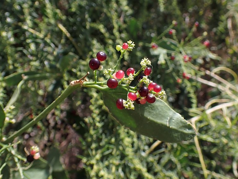Bain de Bouche au Siwak : Recette Naturelle et Bienfaits