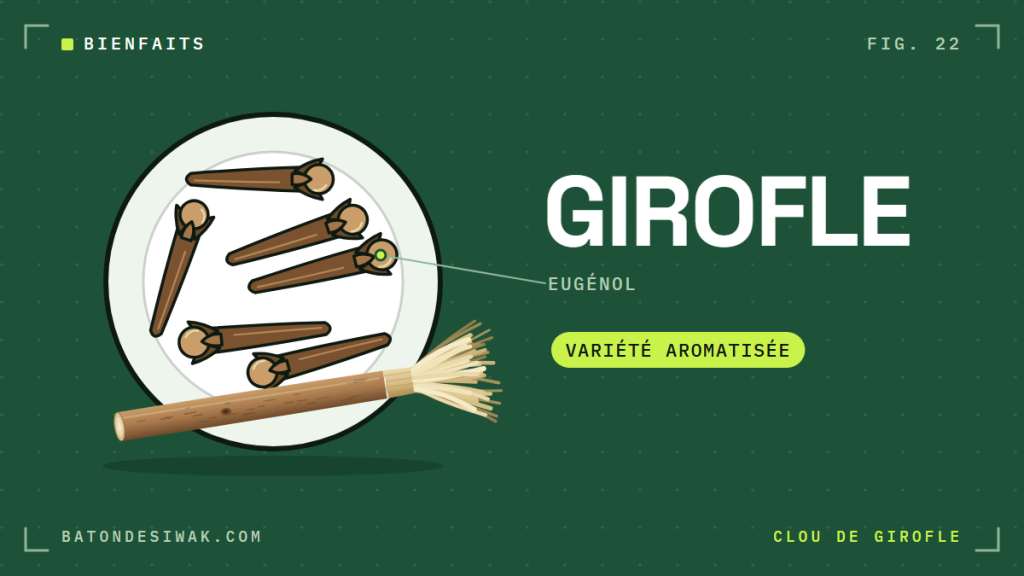 Coupelle de clous de girofle et bâton de siwak : la variété aromatisée au clou de girofle et son eugénol