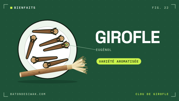 Coupelle de clous de girofle et bâton de siwak : la variété aromatisée au clou de girofle et son eugénol