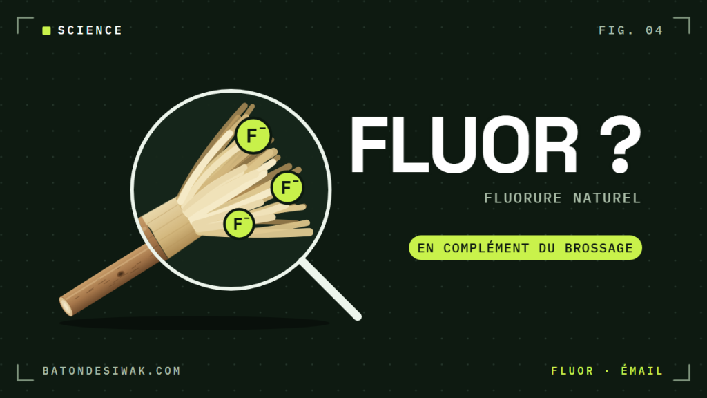 Loupe sur les fibres d'un bâton de siwak et ions fluorure : le fluor naturel du siwak, en complément du brossage