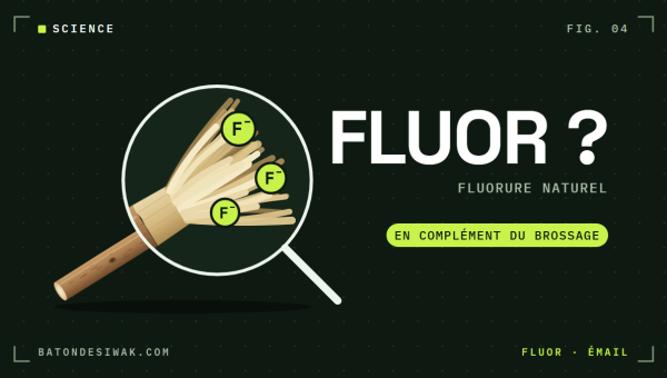 Loupe sur les fibres d'un bâton de siwak et ions fluorure : le fluor naturel du siwak, en complément du brossage