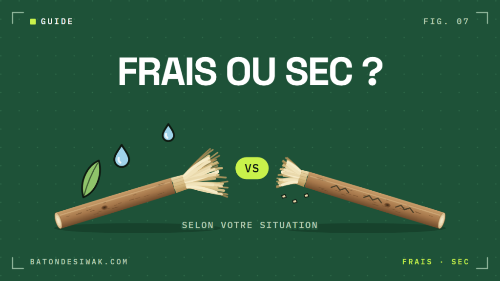 Bâton de siwak frais face à un bâton sec : frais ou sec, selon votre situation