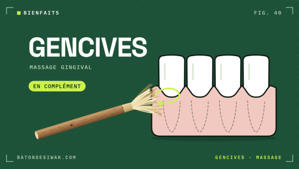 Fibres du bâton de siwak sur la ligne des gencives : le massage gingival, en complément du brossage