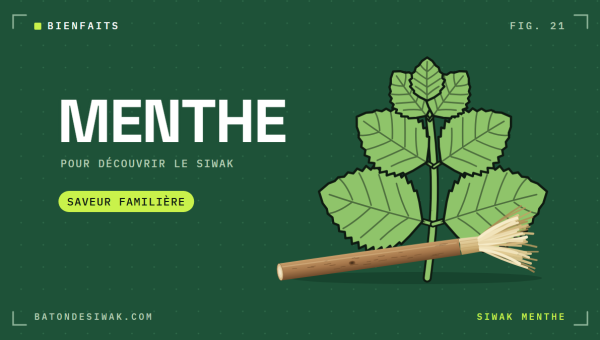 Brin de menthe et bâton de siwak : le siwak à la menthe, une saveur familière pour découvrir le siwak