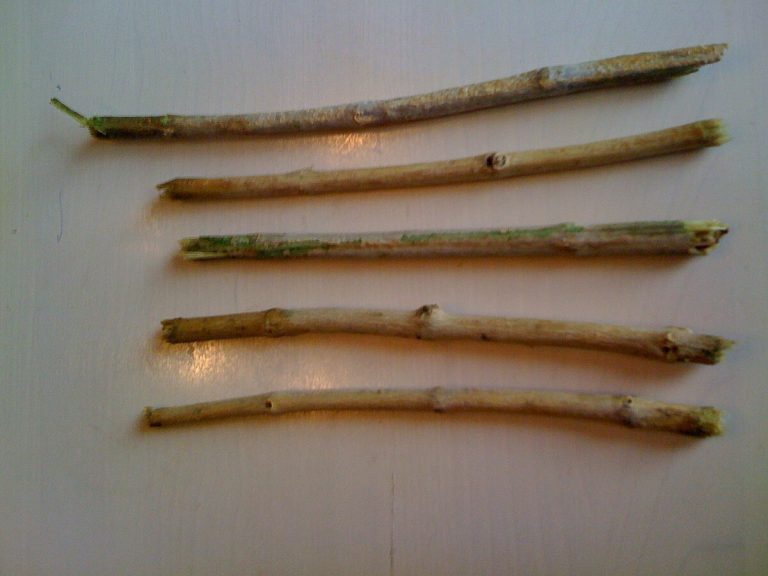 Bâtons de siwak pour le soin des gencives