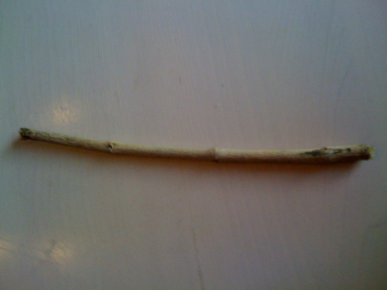 Siwak frais pour une haleine naturellement fraîche