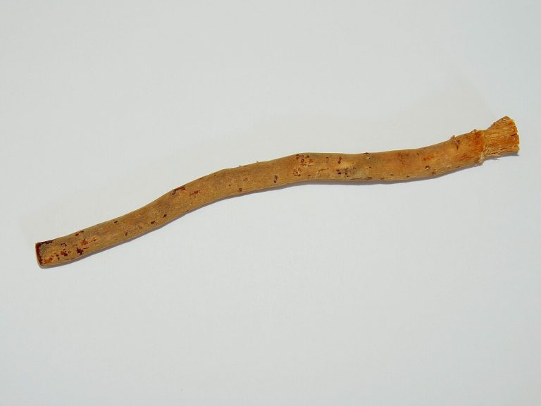 Le siwak dans la tradition islamique