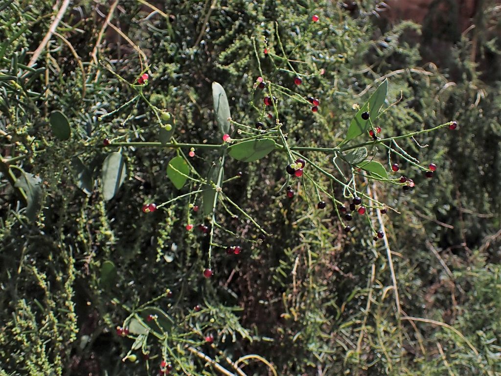 Branches de siwak naturelles