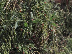 Branches de siwak naturelles