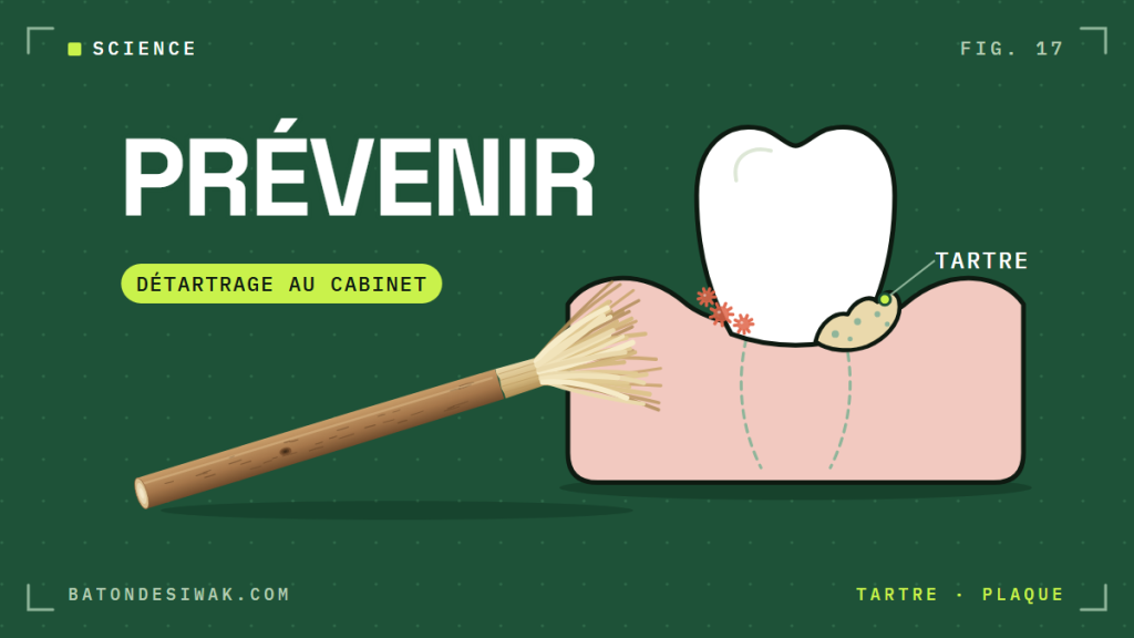 Bâton de siwak qui balaie la plaque au collet d'une dent : prévenir le tartre, le détartrage reste au cabinet