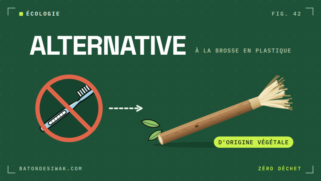 Brosse en plastique barrée puis bâton de siwak : une alternative d'origine végétale à la brosse en plastique
