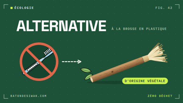 Brosse en plastique barrée puis bâton de siwak : une alternative d'origine végétale à la brosse en plastique