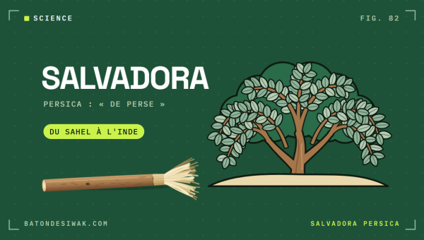 Arbuste Salvadora persica sur une butte de sable et bâton de siwak : l'arbre du siwak, du Sahel à l'Inde