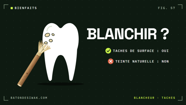 Bâton de siwak qui polit des taches sur une dent : taches de surface oui, teinte naturelle non