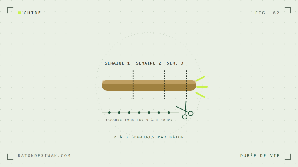 Durée de vie d'un bâton de siwak : 2 à 3 semaines, une coupe tous les 2 à 3 jours