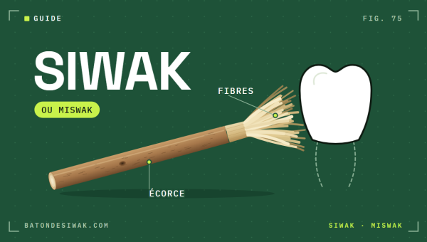 Bâton de siwak avec son écorce et ses fibres contre une dent : le bâton pour les dents, siwak ou miswak