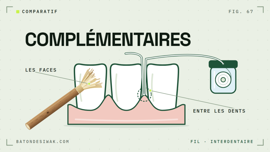 Bâton de siwak sur les faces des dents et fil entre les dents : deux outils complémentaires