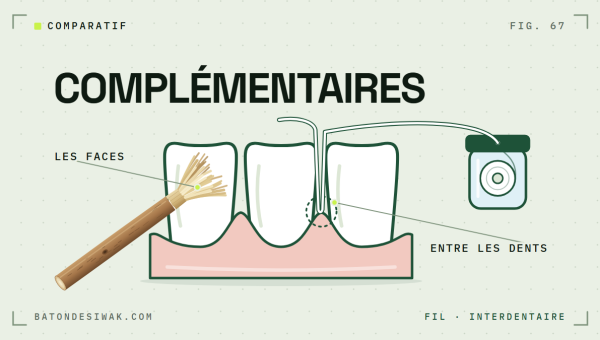 Bâton de siwak sur les faces des dents et fil entre les dents : deux outils complémentaires